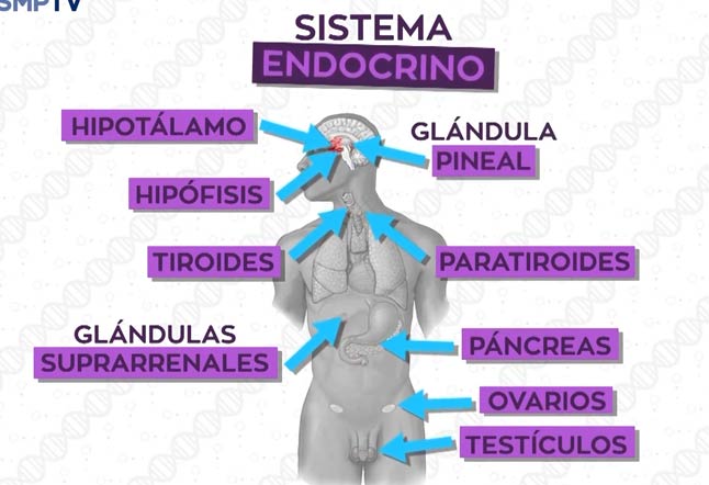 El Sistema Endocrino